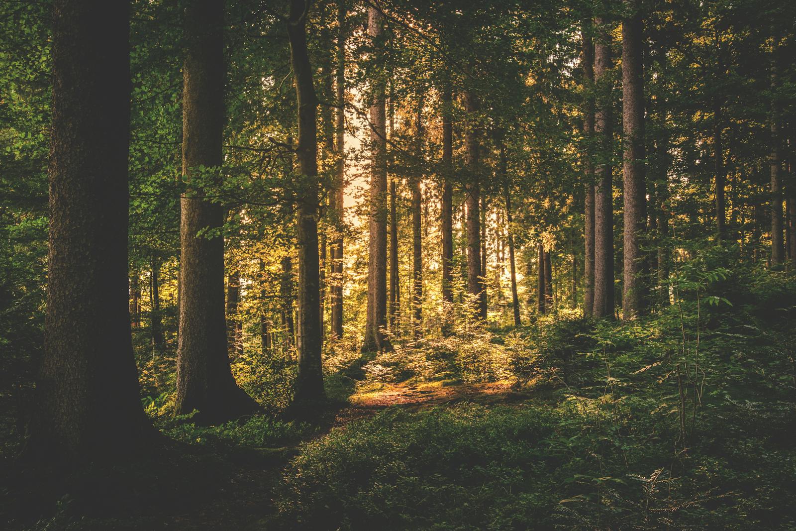 When Forests Are Owned by Corporations With No Employees