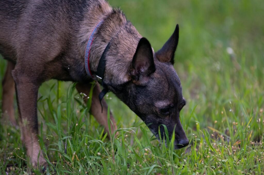 A dog with collar sniffing
