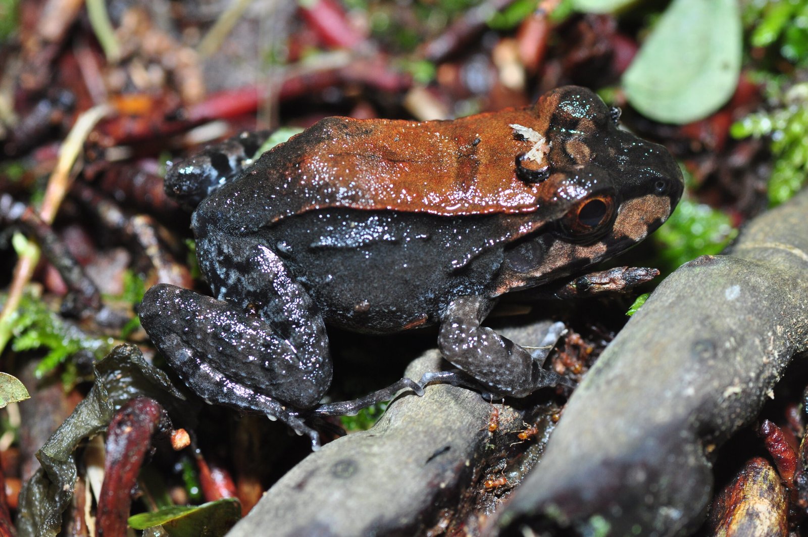 Amphibians: Guardians of the Ecosystem (image credits: wikimedia)