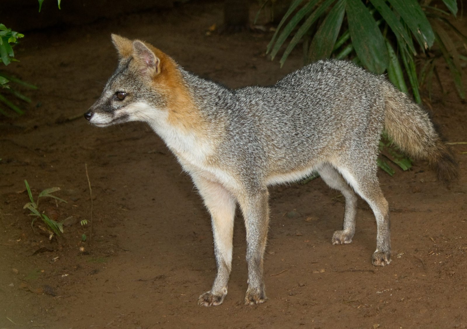 Mammalian Diversity in Panama (image credits: wikimedia)