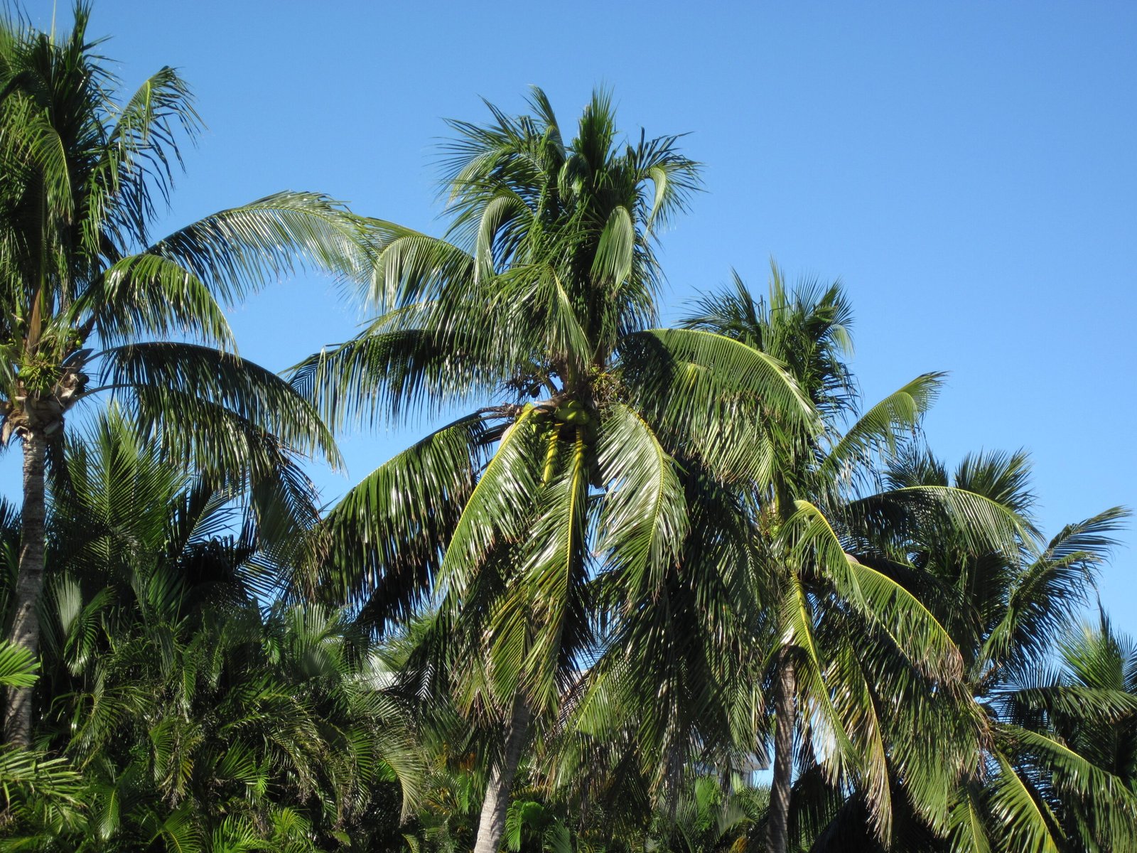 Environmental Factors at Play (image credits: wikimedia)