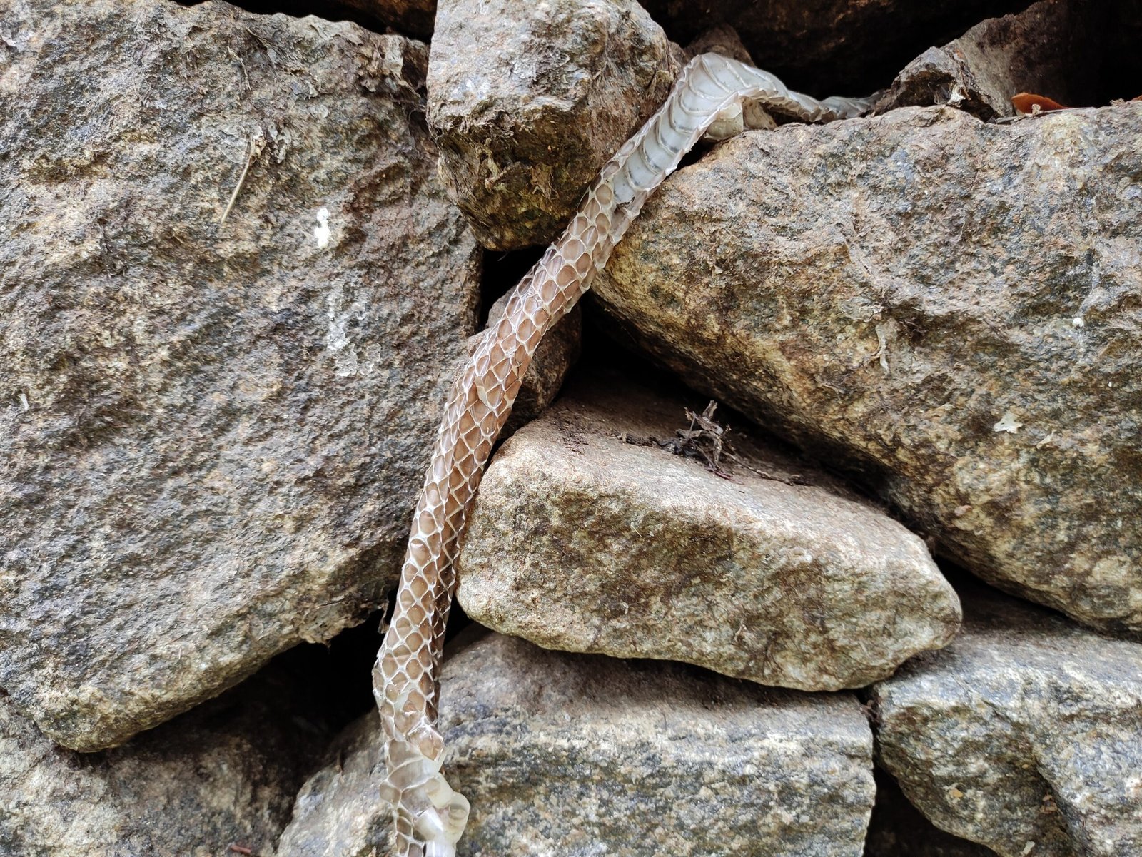 The Fascinating Process of Shedding Skin (image credits: wikimedia)