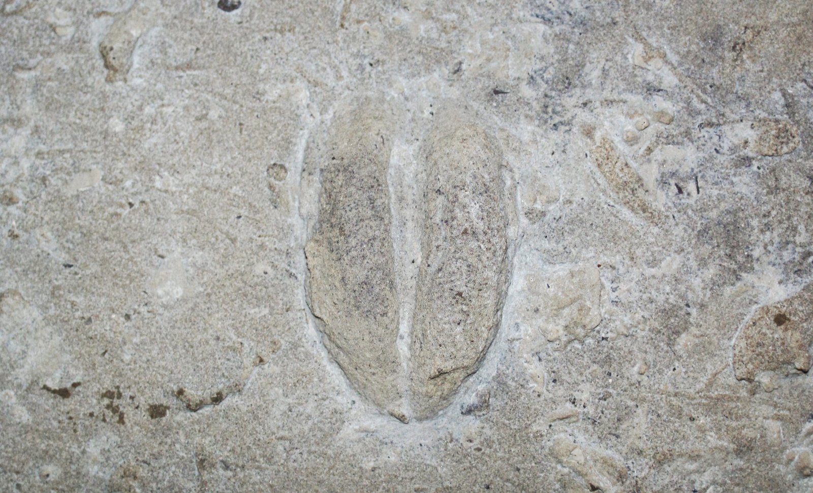 What This Means for Paleontology (image credits: wikimedia)