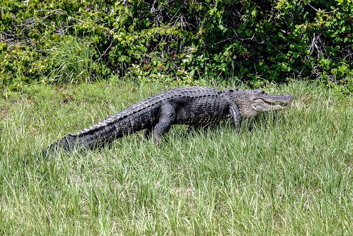 Exploring the Role of Environment (image credits: rawpixel)