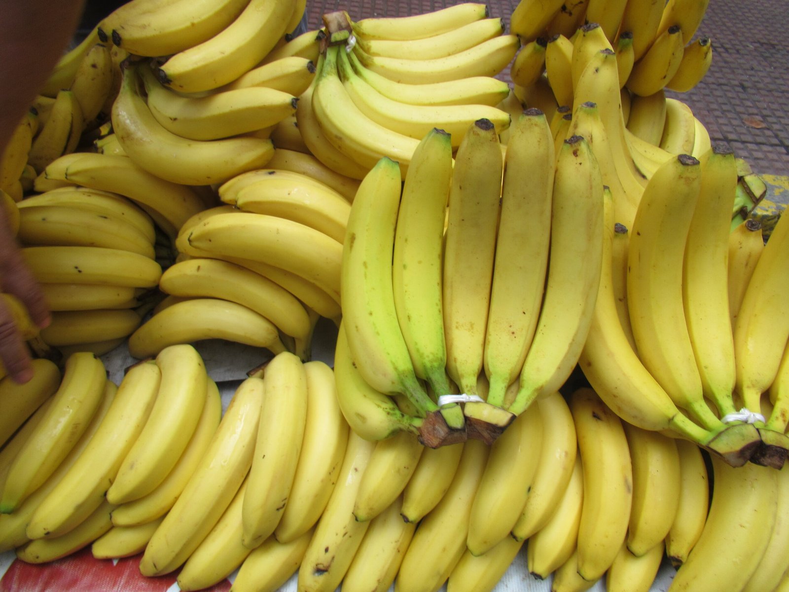 The Panama Disease Problem: How a Fungal Plague Is Threatening the World’s Banana Supply