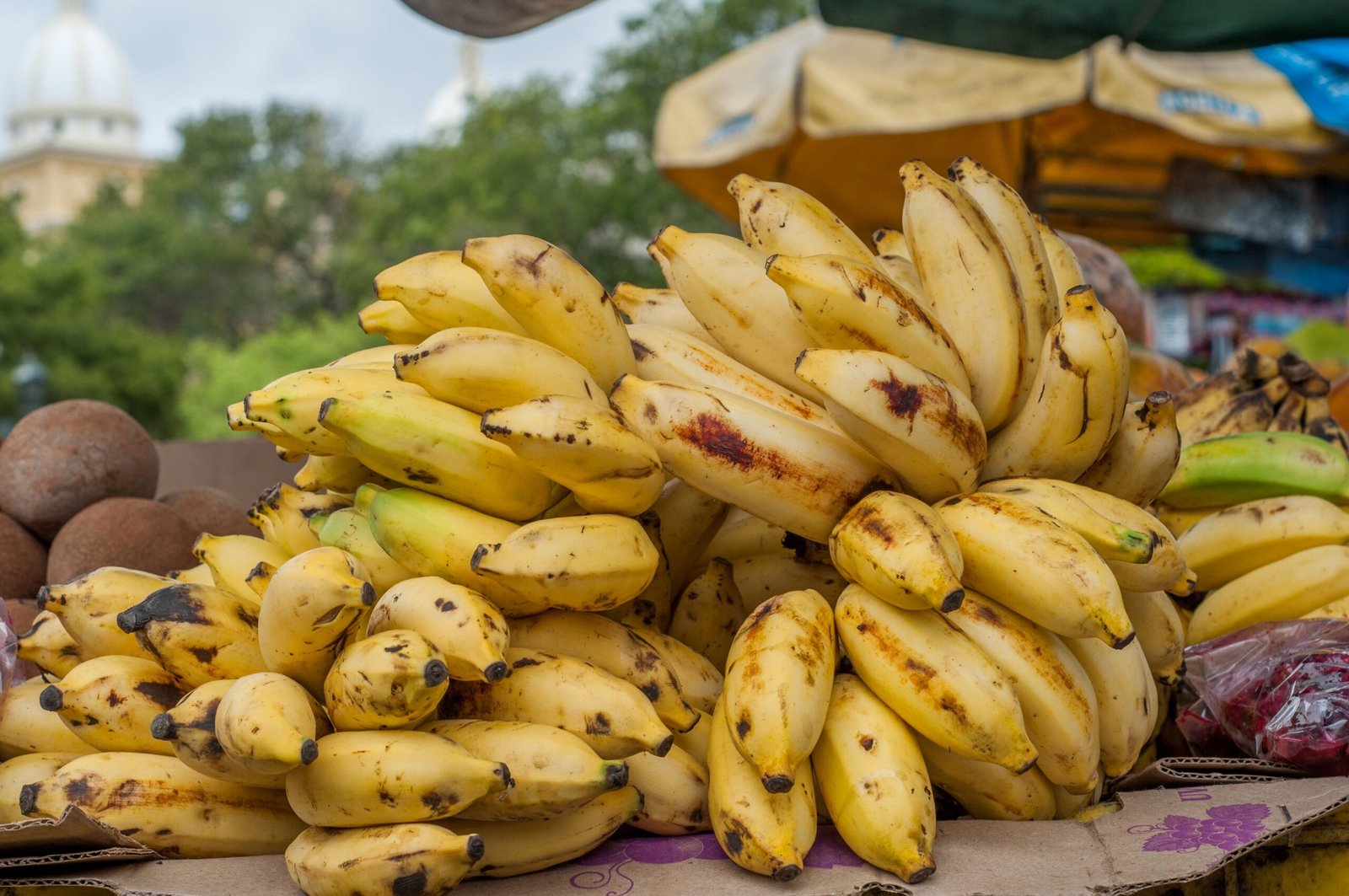 Looking Towards a Brighter Banana Future (image credits: wikimedia)