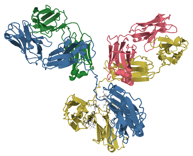 Understanding Immunity: The Role of Antibodies (image credits: wikimedia)