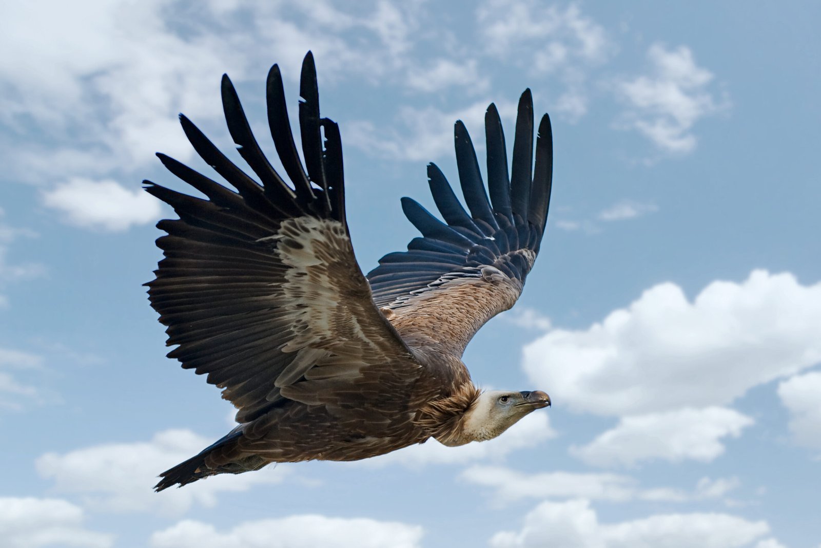 Comparative Analysis with Modern Birds (image credits: wikimedia)