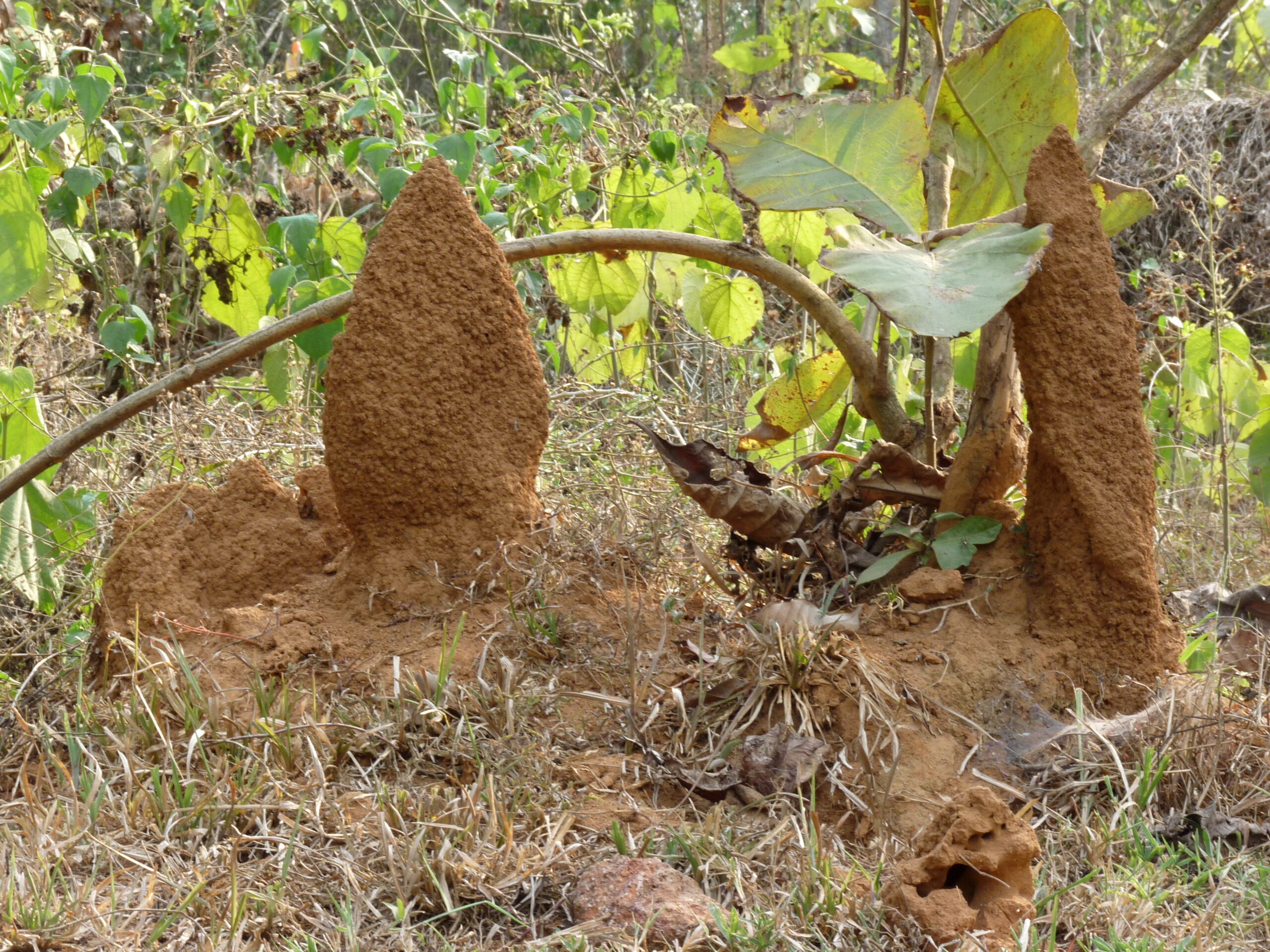 The Eco-Engineers You’ve Never Heard Of: Termites, Coral, and Bivalves