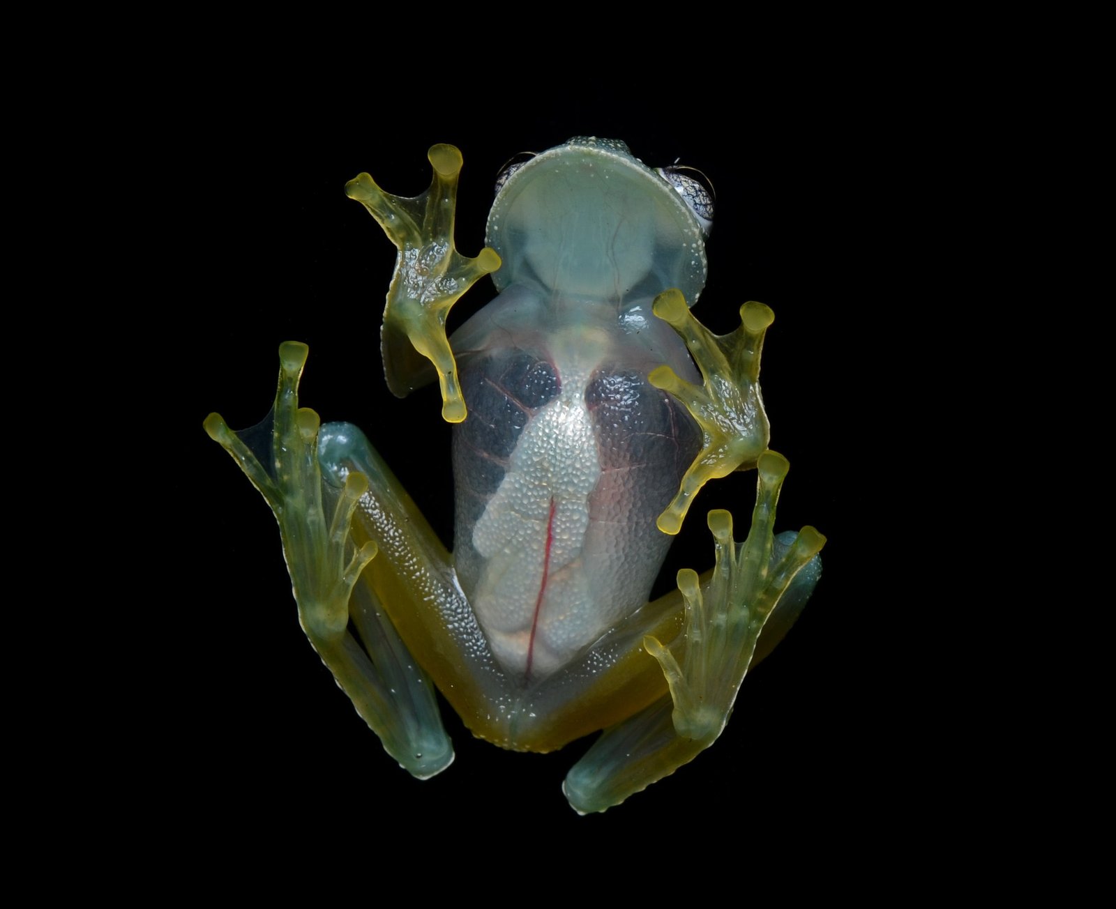 The Enchanting Habitat of the Glass Frog (image credits: wikimedia)