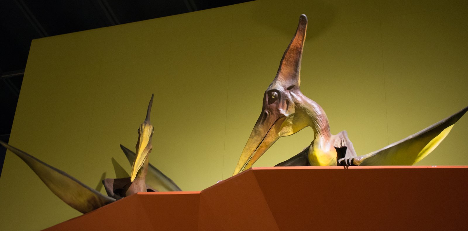 Dinosaurs and the Evolution of Flight (image credits: wikimedia)