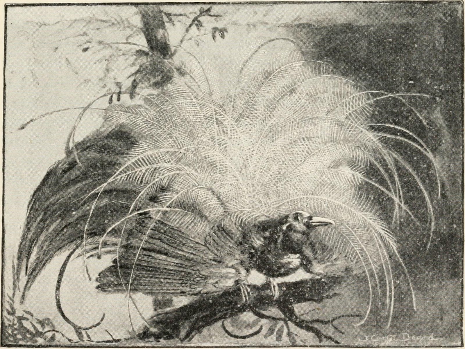 The Ongoing Mystery of Feather Evolution (image credits: wikimedia)