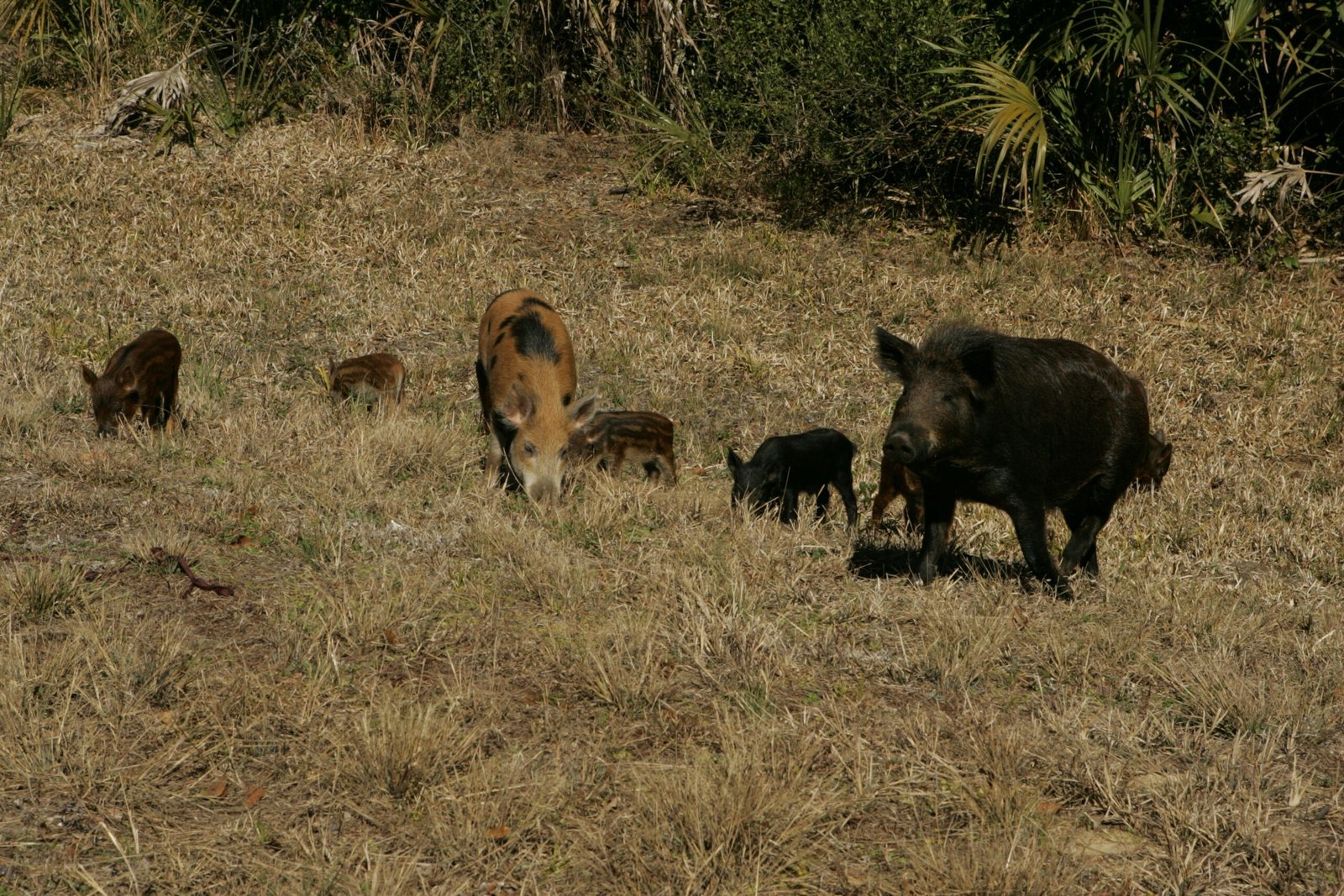 Destructive Dining: The Impact of Feral Hogs on Ecosystems (image credits: wikimedia)