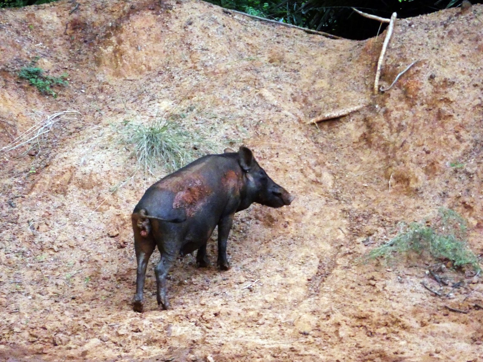 Disease Carriers: Health Risks of Feral Hogs (image credits: wikimedia)