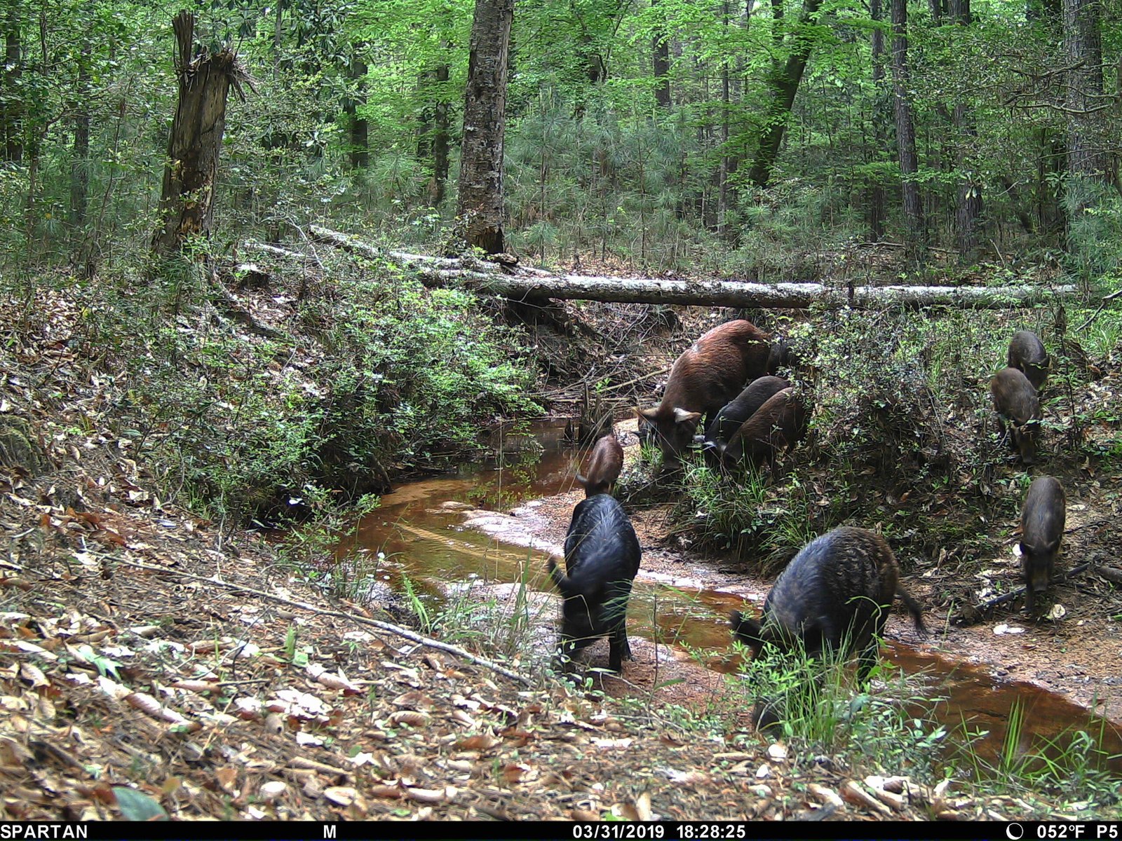 Reshaping Landscapes: The Long-Term Effects of Feral Hog Invasions (image credits: wikimedia)