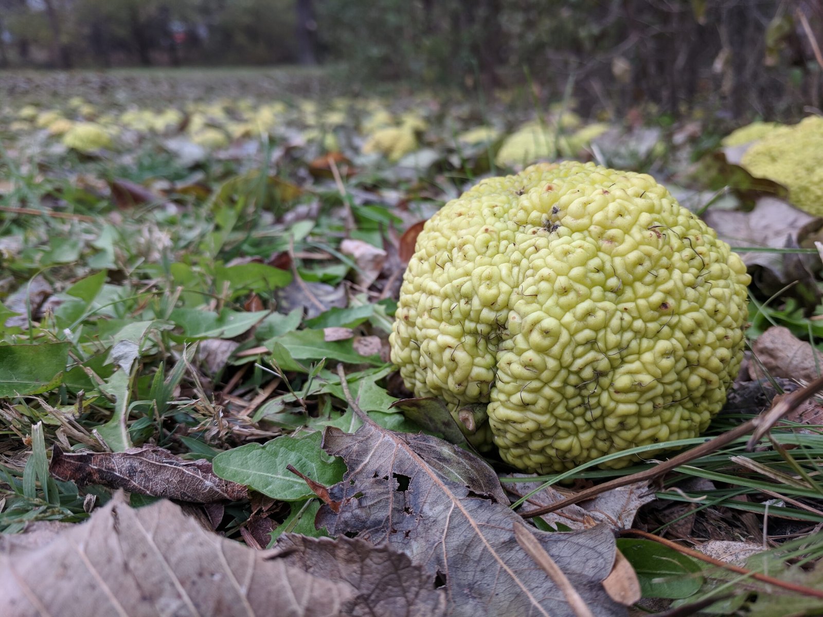 The Curious Case of the Osage Orange (image credits: wikimedia)