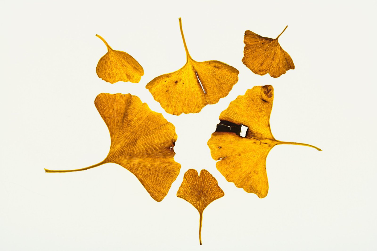 Ginkgo Biloba: A Living Fossil (image credits: wikimedia)