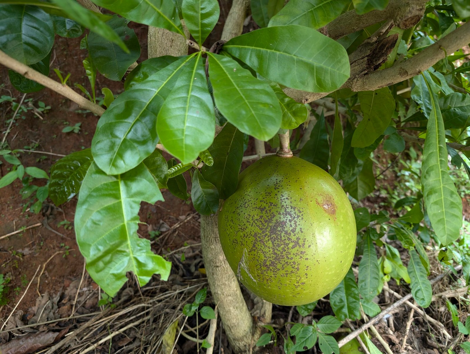 The Mysterious Calabash (image credits: wikimedia)