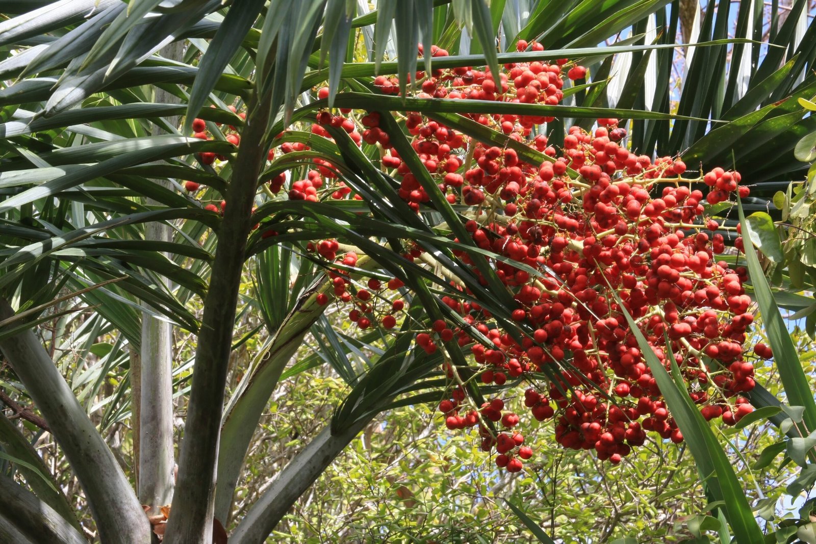 The Desert's Date Palm (image credits: wikimedia)