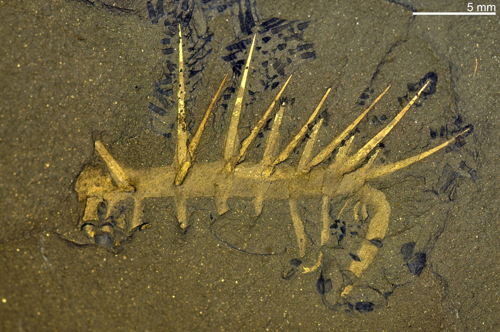 Hallucigenia: A Creature from a Dream (image credits: wikimedia)