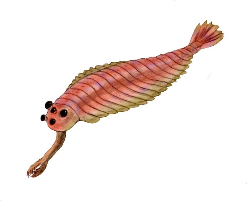 Opabinia: The Five-Eyed Wonder (image credits: wikimedia)