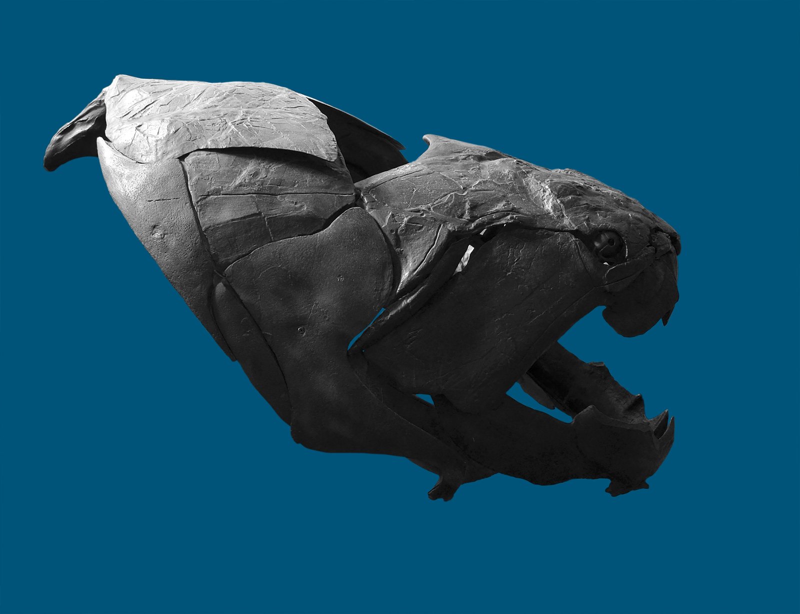 Dunkleosteus: Armored Giant of the Devonian (image credits: wikimedia)