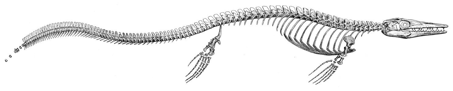 Tylosaurus: The Ocean's Fearsome Hunter (image credits: wikimedia)