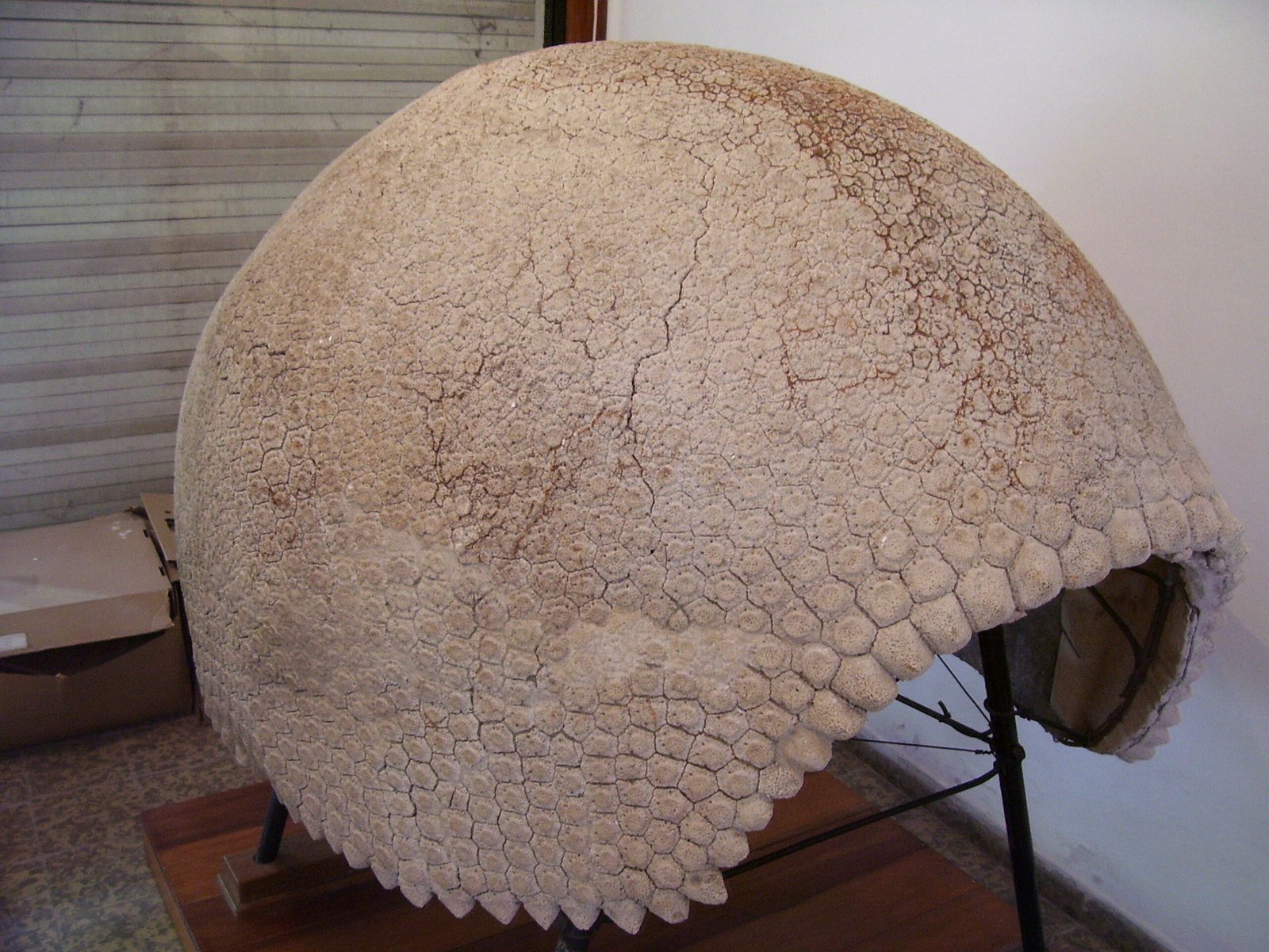 Glyptodon: The Armored Tank (image credits: wikimedia)