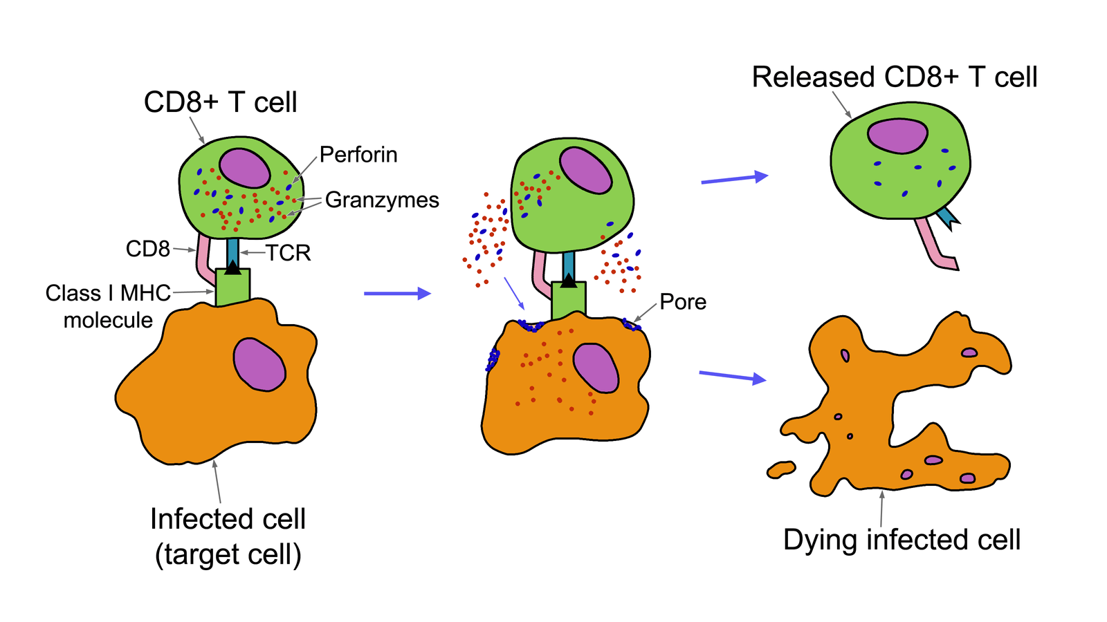 The Power of T-Cells (image credits: wikimedia)