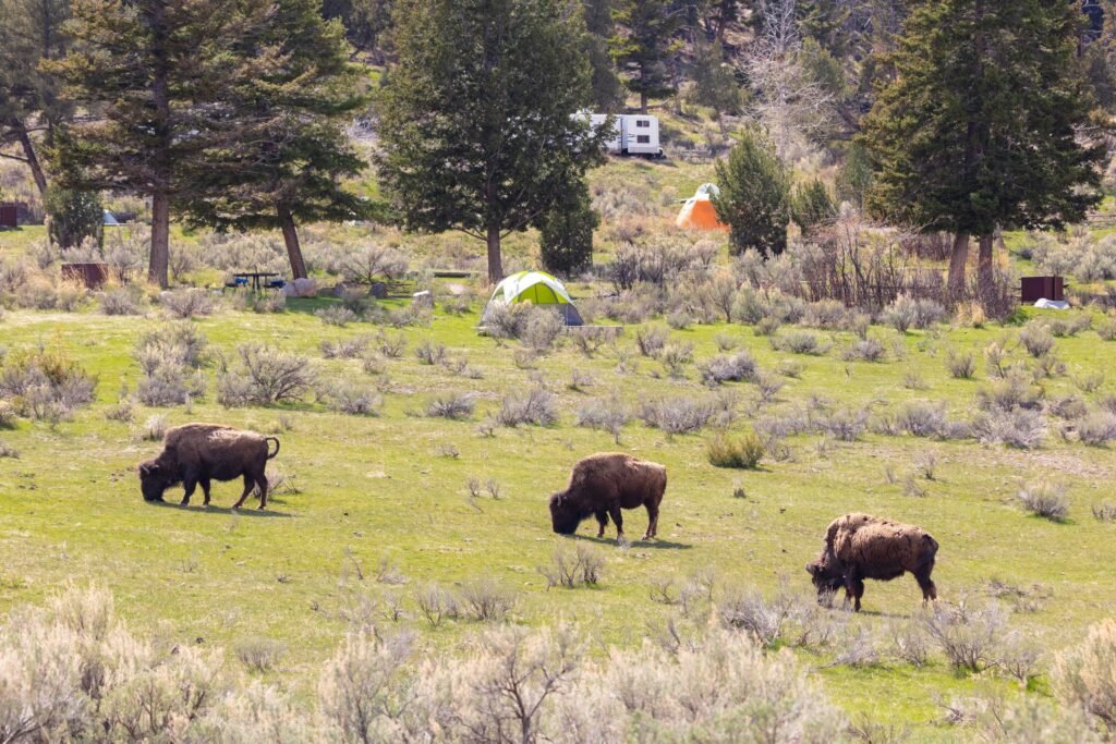 The Mighty Mammoth