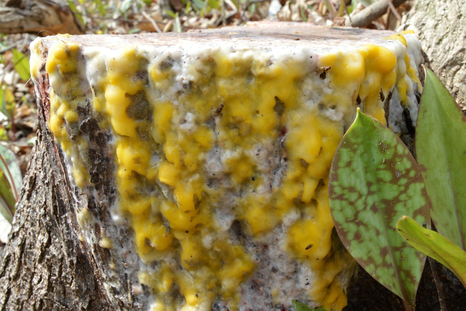 Chemotaxis: The Guiding Force (image credits: wikimedia)