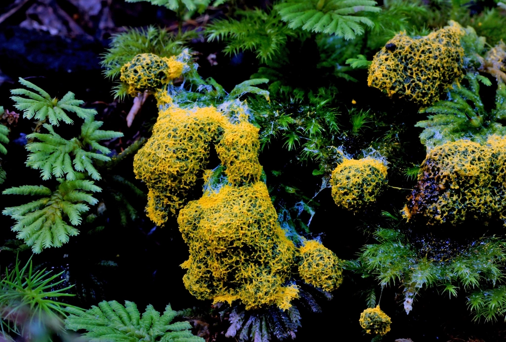 Slime Molds as Environmental Indicators (image credits: rawpixel)