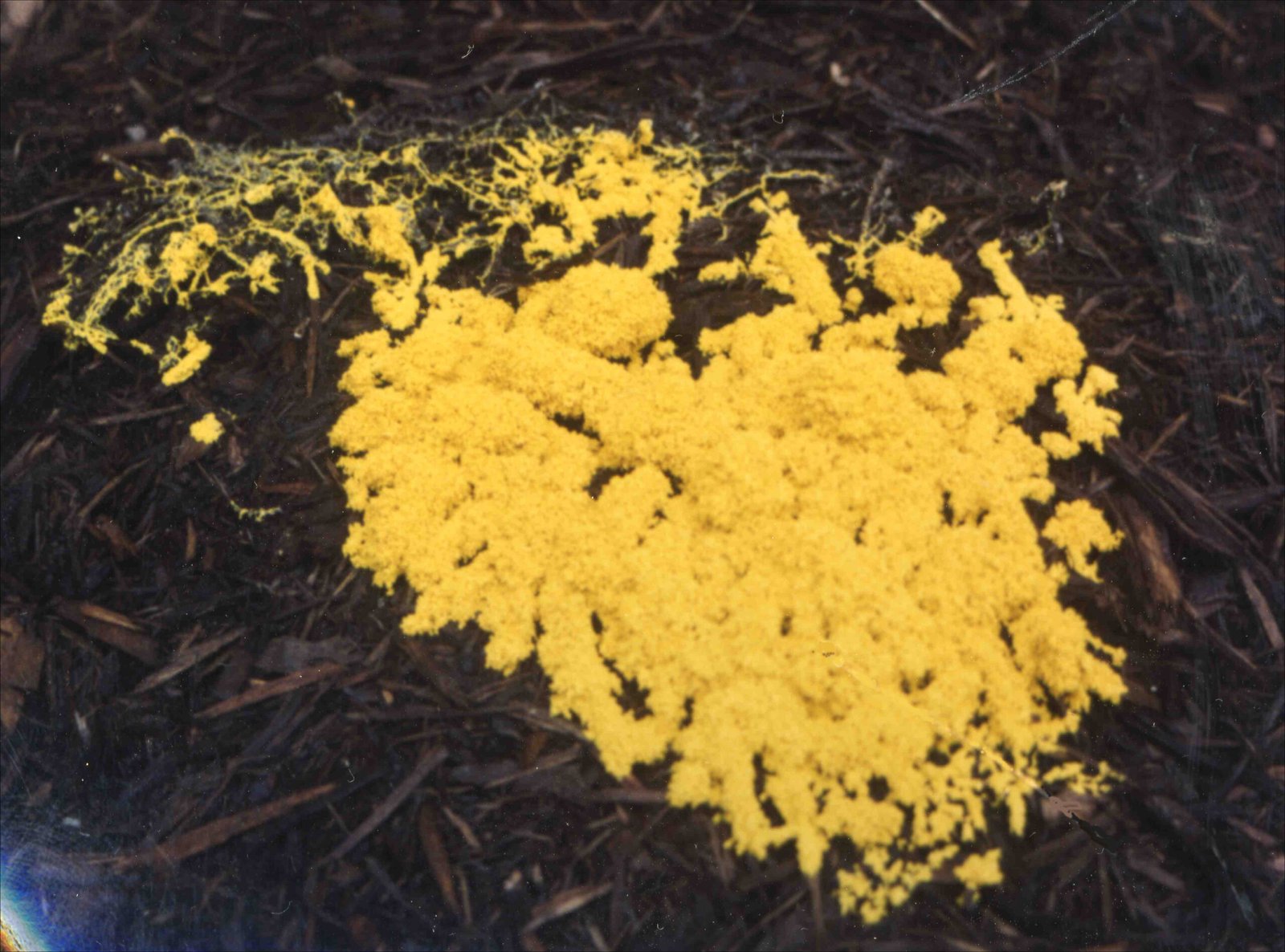 Challenges in Studying Slime Molds (image credits: wikimedia)
