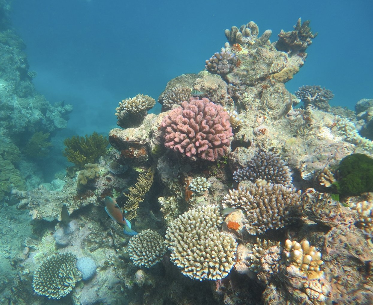 Community Involvement in Coral Restoration (image credits: wikimedia)
