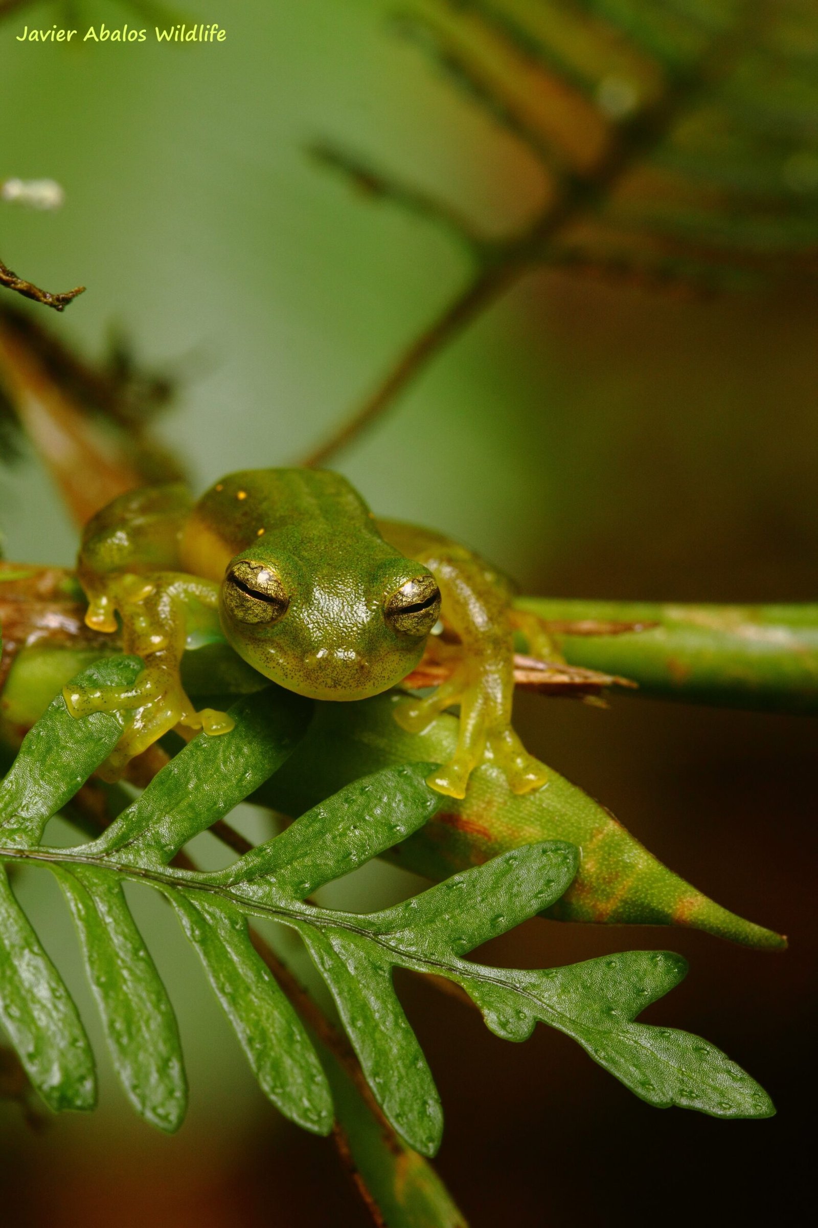 Camouflage: Nature's Disguise (image credits: wikimedia)