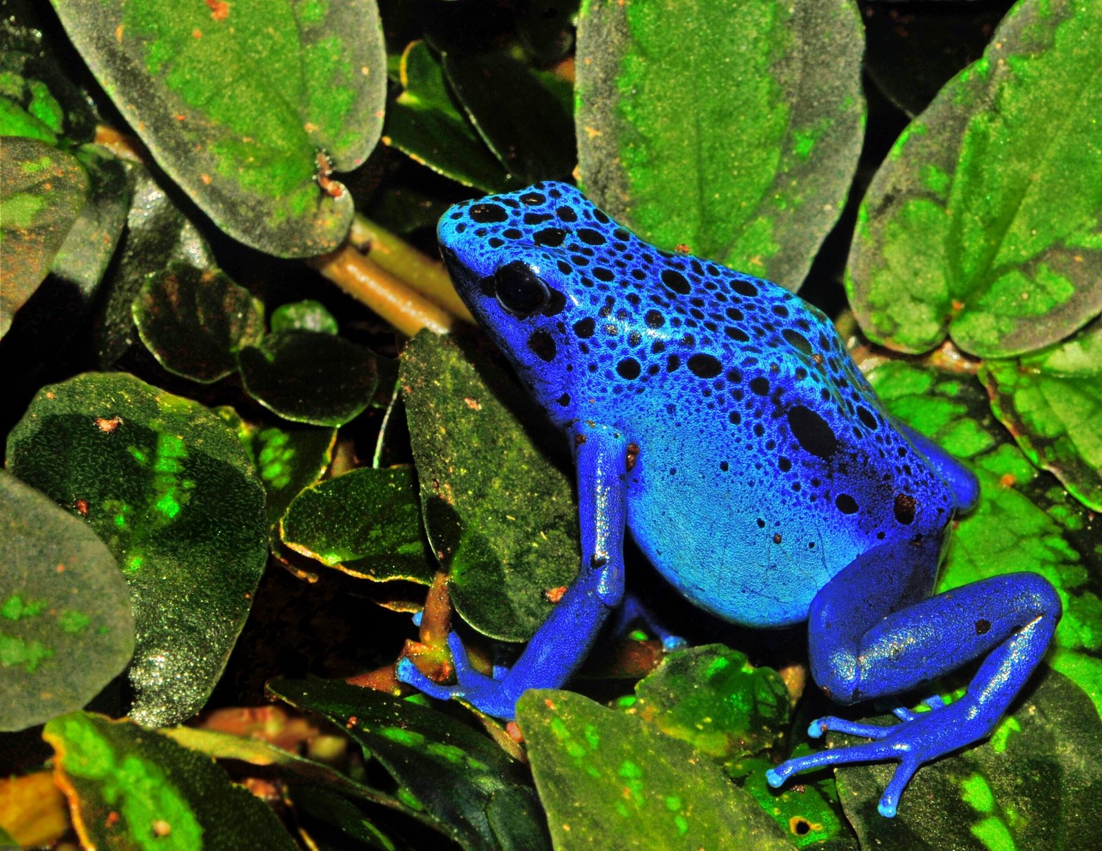 Poison: A Chemical Arsenal (image credits: wikimedia)