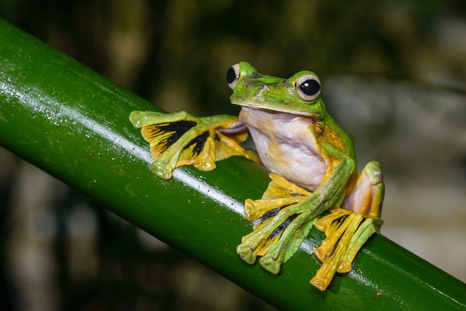Conservation Challenges (image credits: wikimedia)