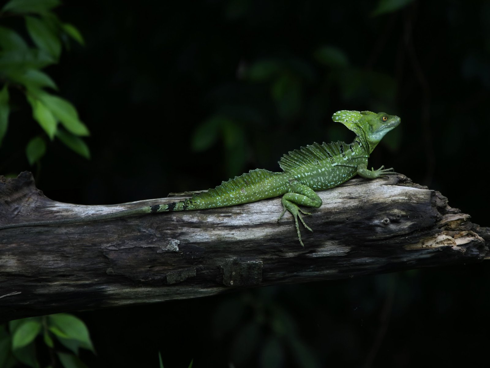 The Enchanting Habitat of Basilisks (image credits: wikimedia)