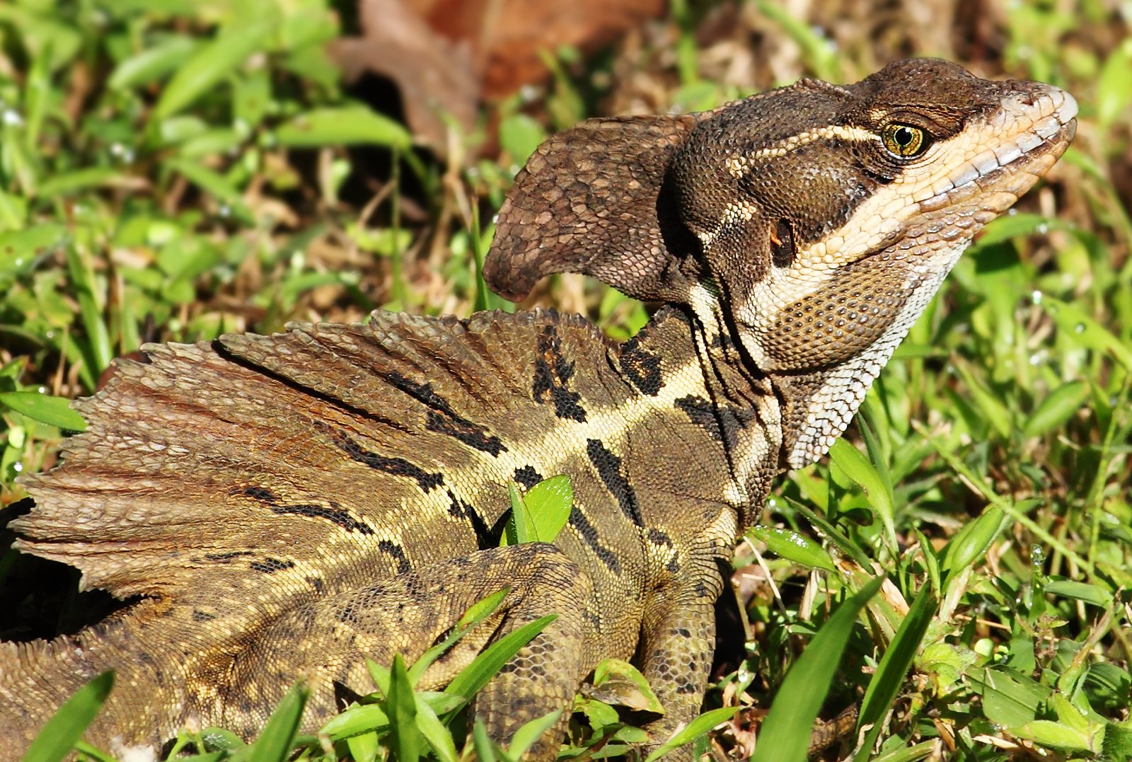 Predators and Threats in the Wild (image credits: wikimedia)