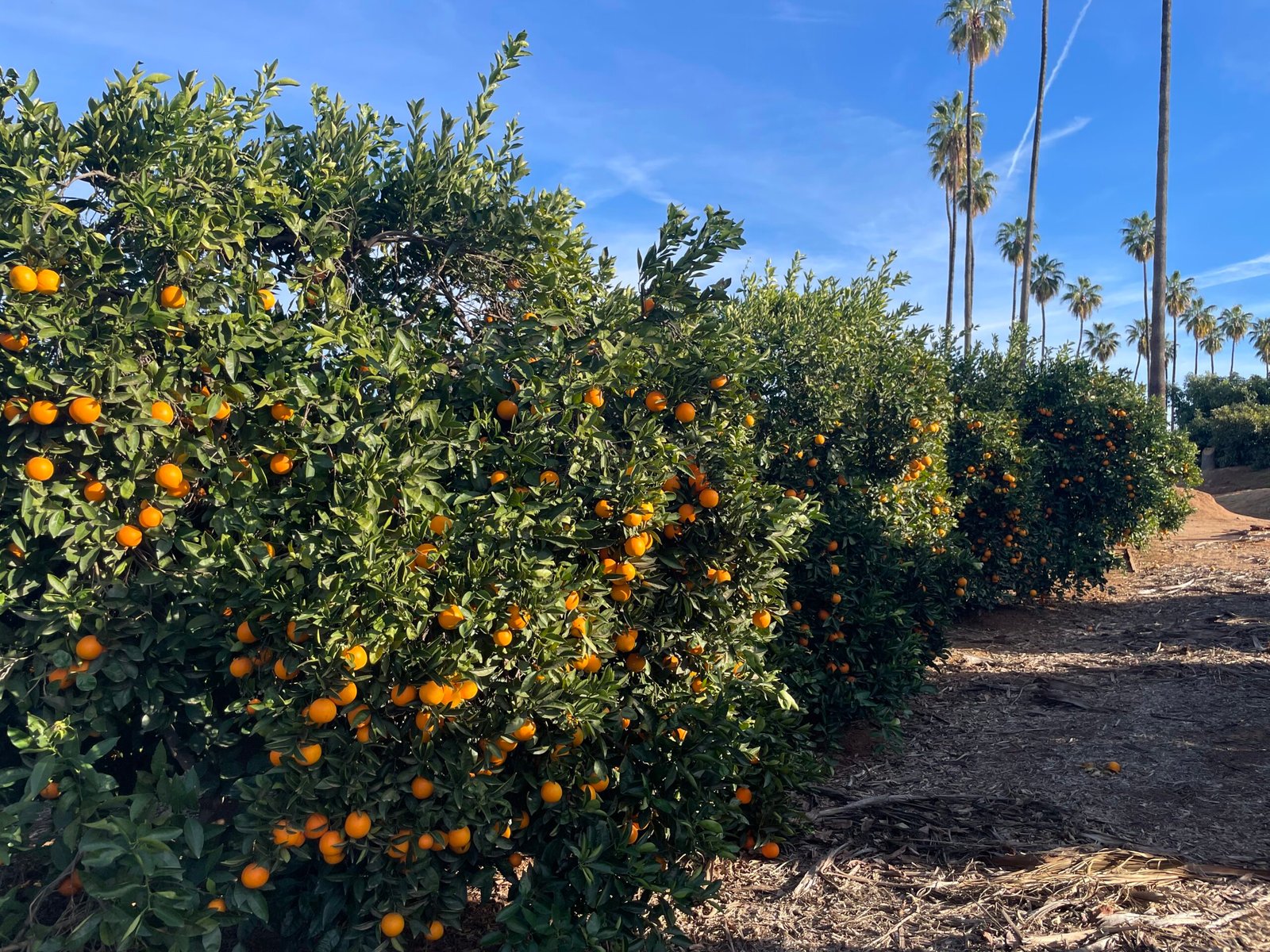 The Impact on Florida's Citrus Groves (image credits: wikimedia)