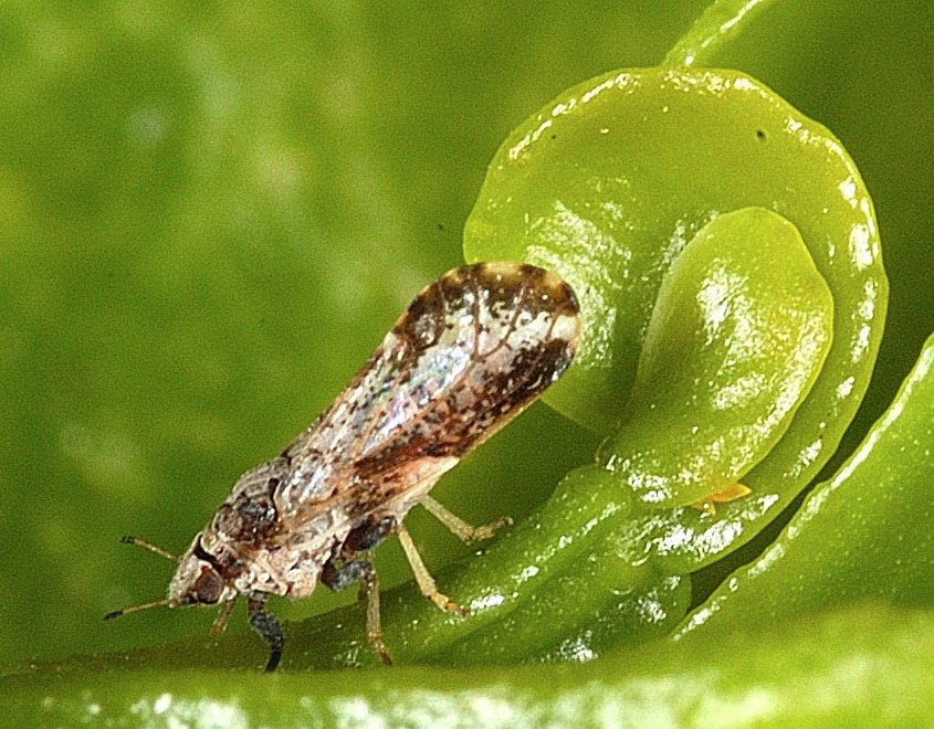 The Role of the Asian Citrus Psyllid (image credits: wikimedia)