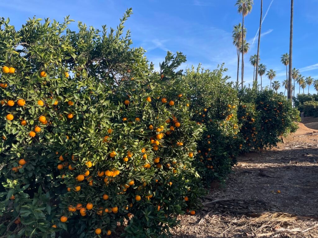 From Florida to California: Is a Citrus Disease About to Go National?