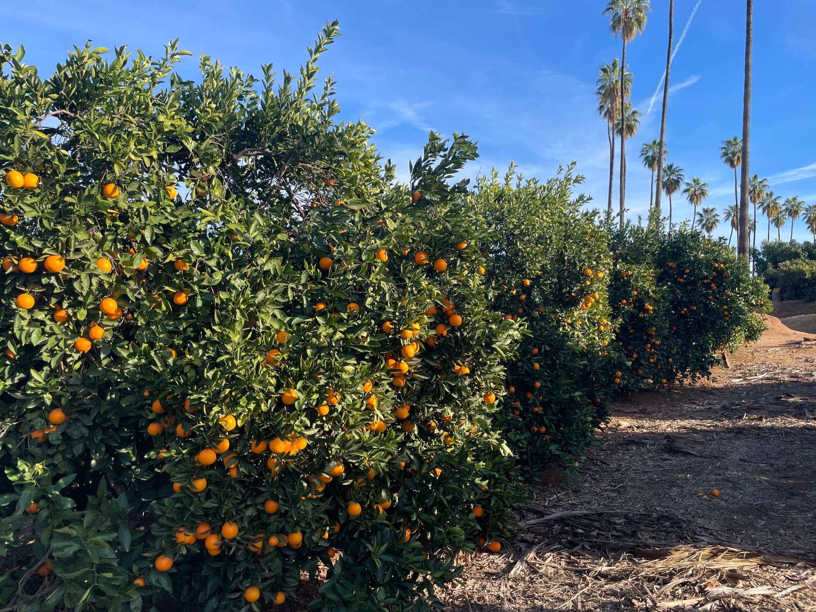 From Florida to California: Is a Citrus Disease About to Go National?