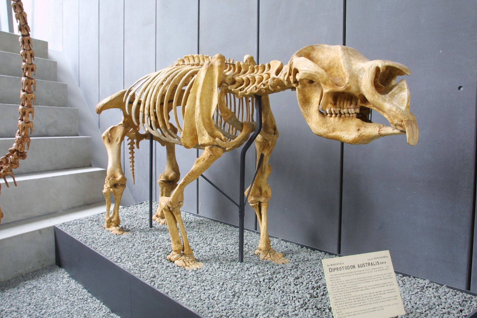 The Mystery of Extinction: What Happened to Diprotodon? (image credits: wikimedia)
