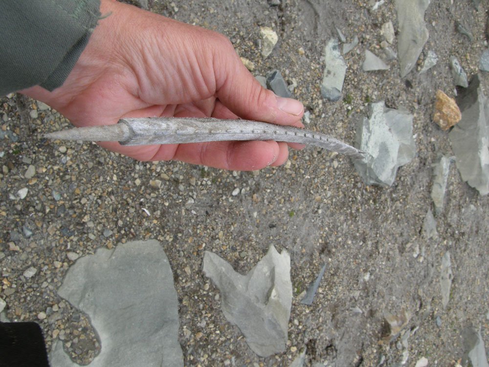 Human Artifacts and Ancient Cultures (image credits: wikimedia)