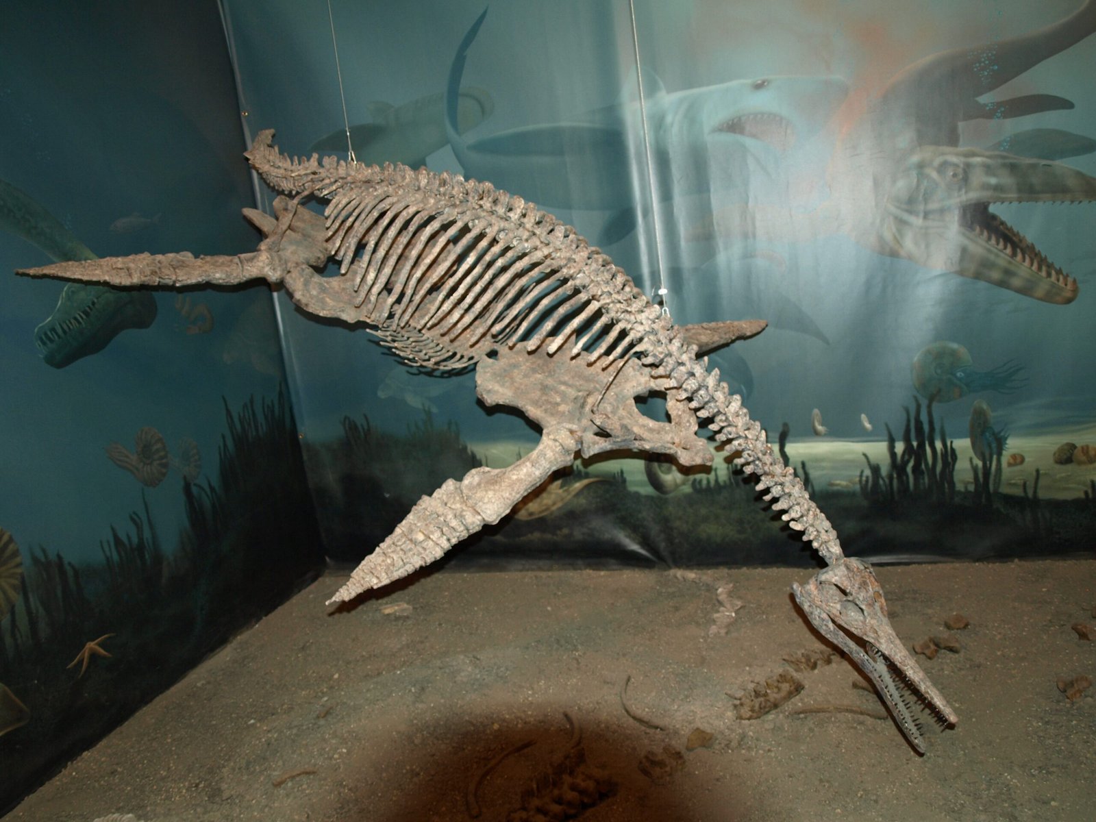 The Role of Fossilization (image credits: wikimedia)