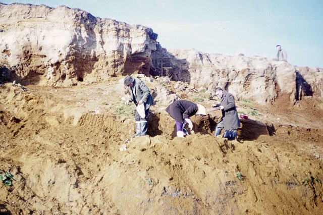 Fossil Hunting: A Journey for Everyone (image credits: wikimedia)