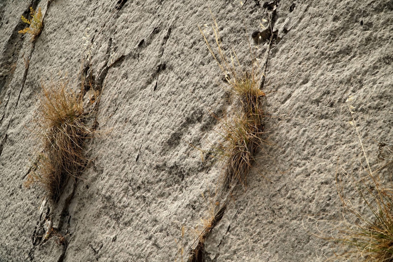 Conservation Efforts to Protect Dinosaur Footprints (image credits: wikimedia)