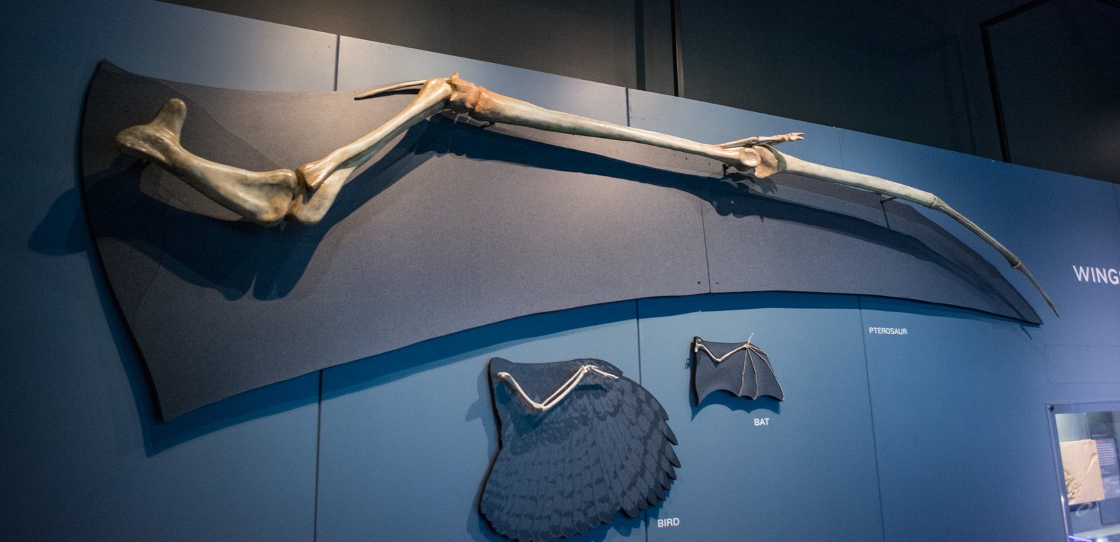 The Discovery of a Winged Wonder (image credits: wikimedia)