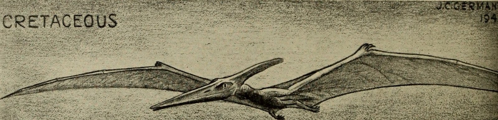 Anatomy of a Glider (image credits: wikimedia)